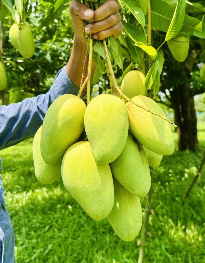 নন-বেগিং কাটিমন আম । ১০ কেজি