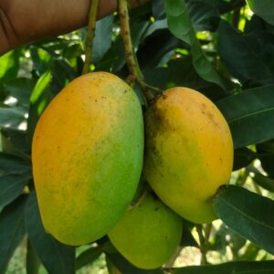 বারি-11 আম। ৩কেজি