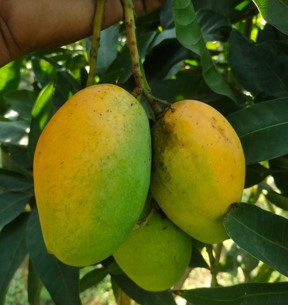 বারি-11 আম। ১০কেজি