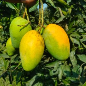 বারি-11 আম। ৬কেজি