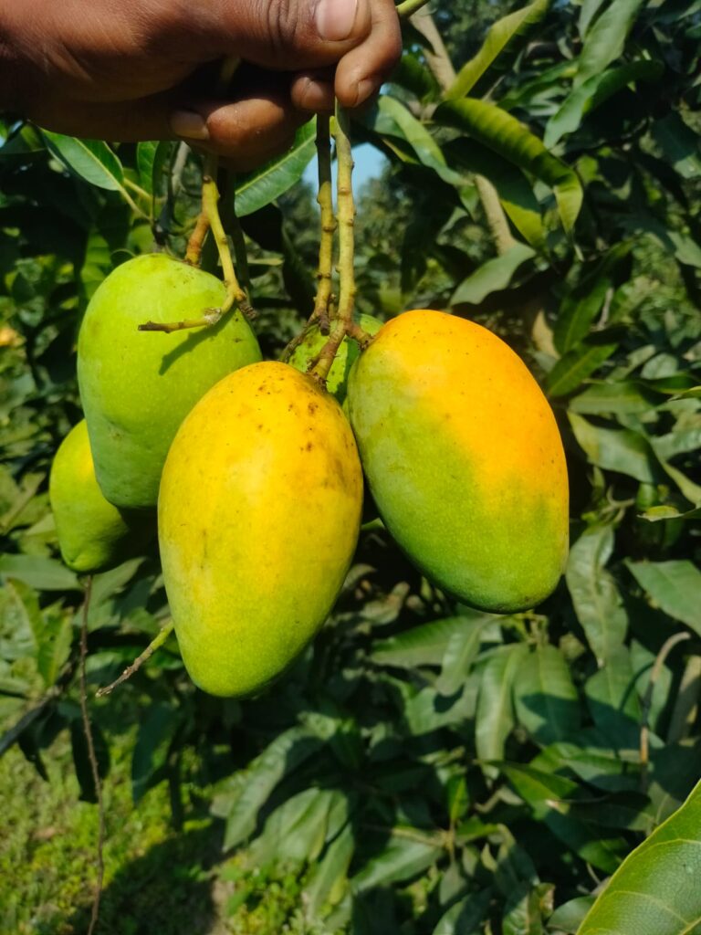 বারি-11 আম। ৬কেজি