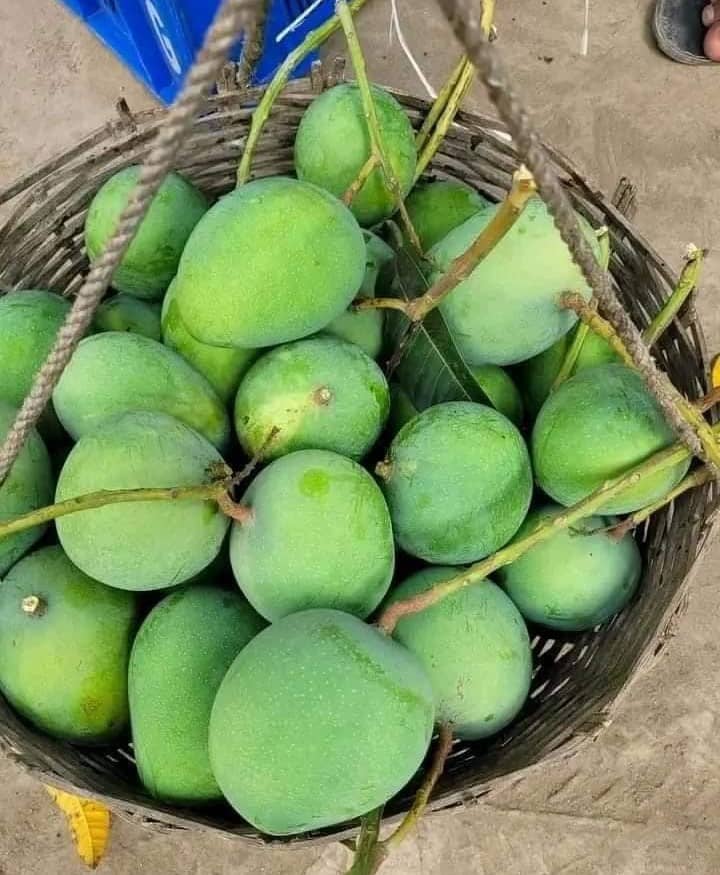 গোবিন্দভোগ আম। ১২কেজি