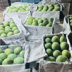 গোবিন্দভোগ আম। ২৪কেজি