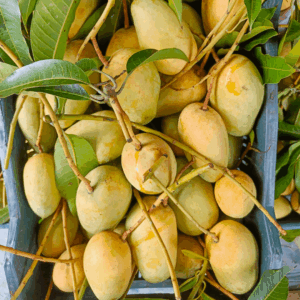 সুইট কাটিমণ আম। ৫ কেজি