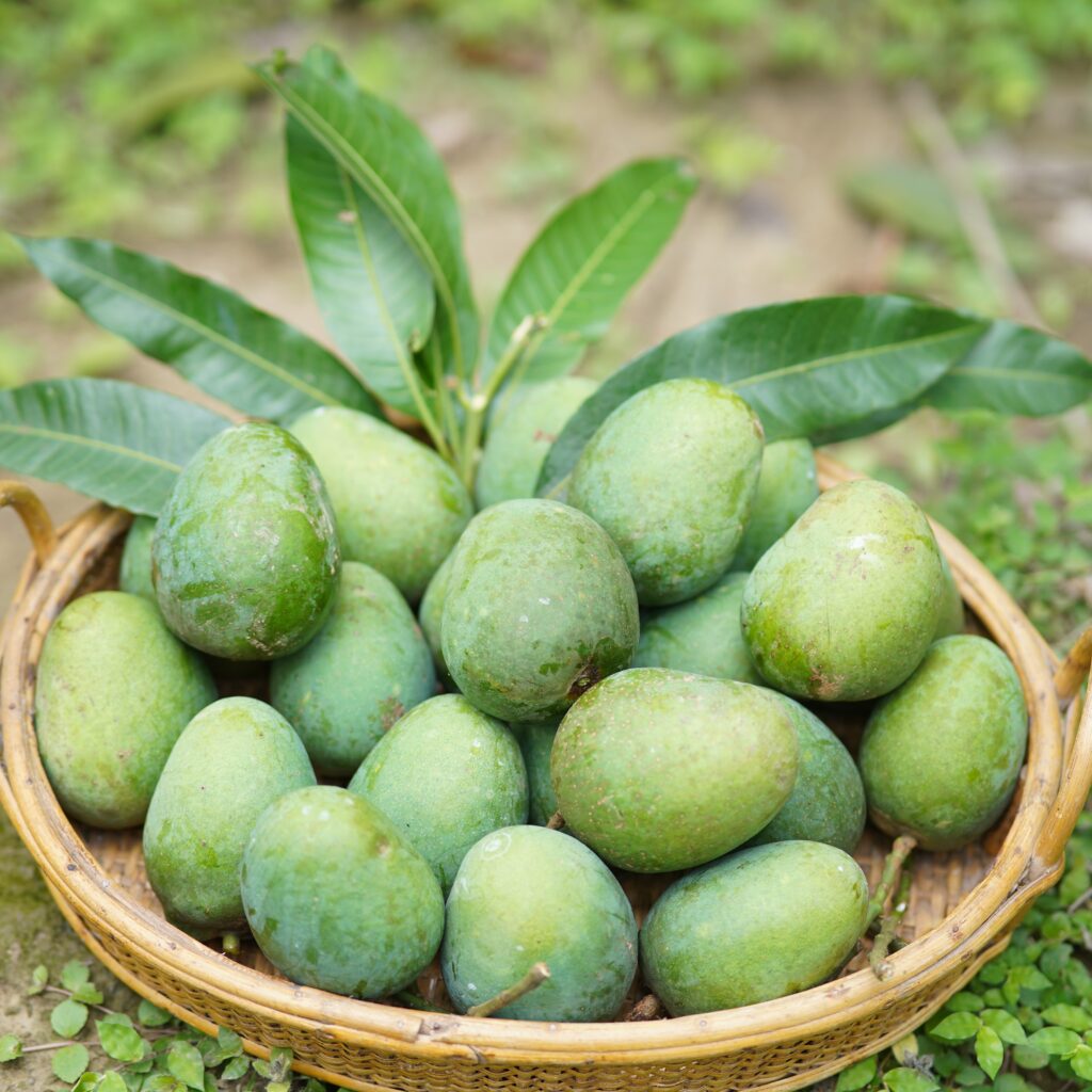 হিমসাগর আম | ২২ কেজি