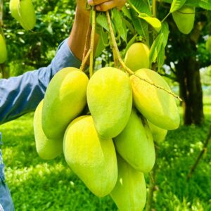 সুইট কাটিমণ আম। ৩ কেজি