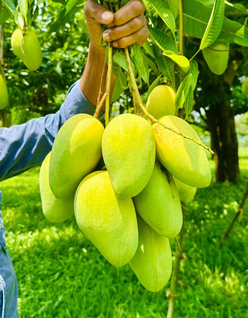 সুইট কাটিমণ আম। ৩ কেজি