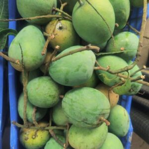 হাড়িভাঙ্গা আম | ১২ কেজি