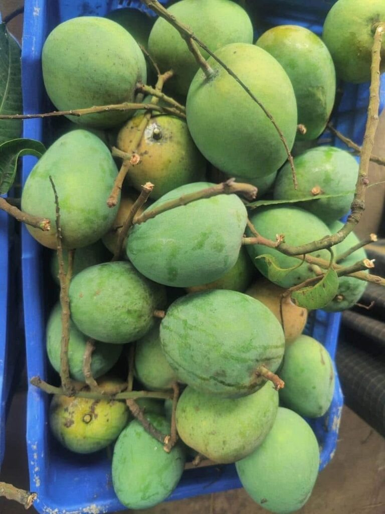 হাড়িভাঙ্গা আম | ১২ কেজি
