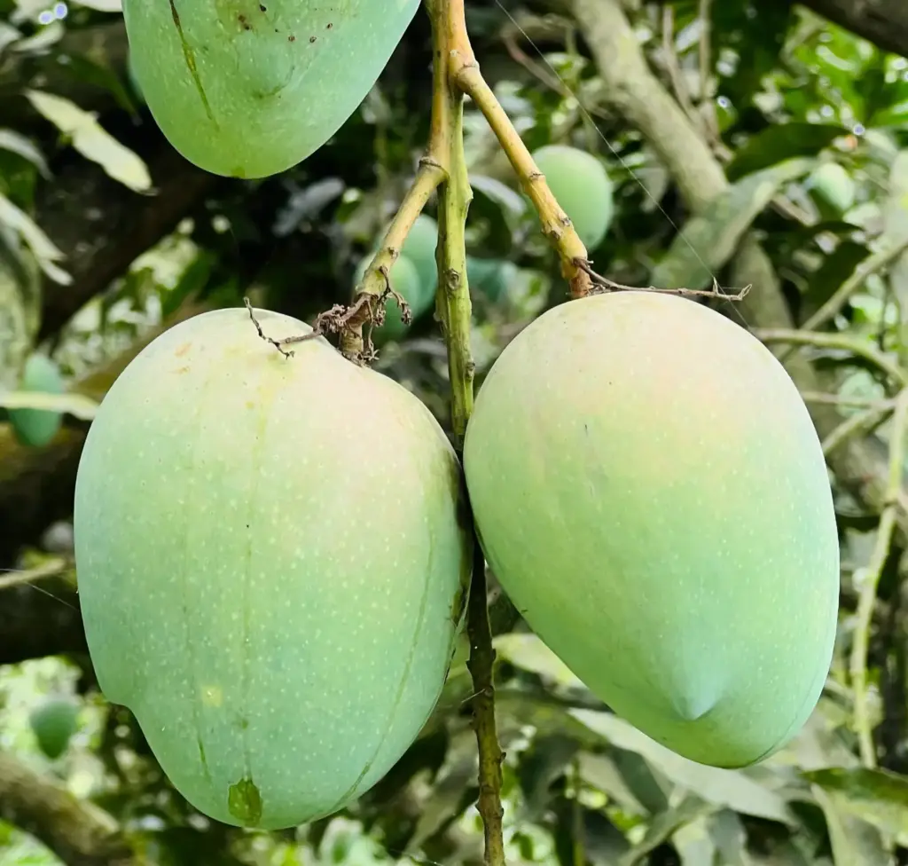 লখণা/লক্ষণভোগ আম | ২২ কেজি