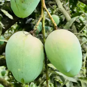 লখণা/লক্ষণভোগ আম | ১১ কেজি