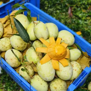 গৌড়মতি আম | ৬ কেজি